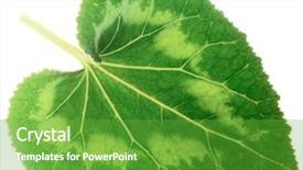  Presentation with isolated fall oak leaf - Colorful theme enhanced with cyclamen leaf isolated on white backdrop and a tawny brown colored foreground