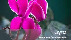  Presentation with family photo - Slide set enhanced with cyclamen persicum is background and a gray colored foreground
