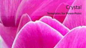  Presentation with drawing of pink lotus flower - Slide deck featuring cyclamen pink flower background and a lilac colored foreground