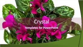 Presentation with plant - Audience pleasing PPT theme consisting of cyclamen plant isolated on white backdrop and a violet colored foreground