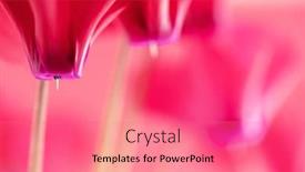  Presentation with flower - Cool new slide set with cyclamen-red-cyclamen-flower backdrop and a coral colored foreground