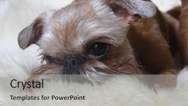  Presentation with navratri festival front page pdf - Presentation having cyclops - griffon bruxellois in front background and a light gray colored foreground