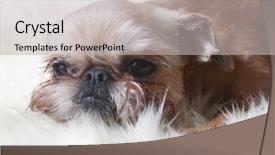  Presentation with front of burj khalifa - Cool new theme with cyclops - griffon bruxellois in front backdrop and a light gray colored foreground