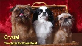  Presentation with dog park dogs plays - Cool new PPT layouts with cyclops - group of dogs two backdrop and a tawny brown colored foreground