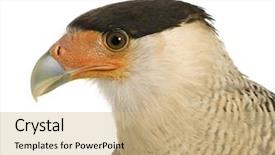  Presentation with anniversary 30 years - Slides featuring cyclops - southern caracara 3 years background and a soft green colored foreground