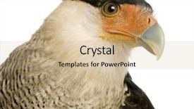  Presentation with 21 years in days - Cool new presentation theme with cyclops - southern caracara 3 years backdrop and a soft green colored foreground