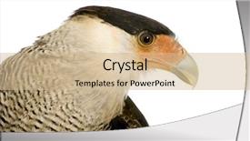  Presentation with 50 years - PPT theme enhanced with cyclops - southern caracara 3 years background and a soft green colored foreground