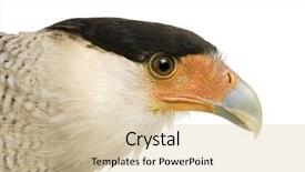  Presentation with background - Amazing slides having cyclops - southern caracara 3 years backdrop and a lemonade colored foreground