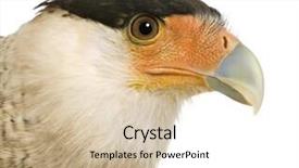  Presentation with anniversary 30 years - Slides with cyclops - southern caracara 3 years background and a lemonade colored foreground