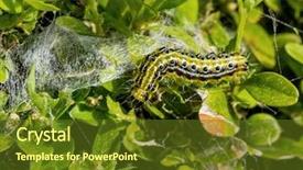  Presentation with caterpillar - Slides featuring cydalima perspectalis caterpillar in the garden is great threat background and a tawny brown colored foreground