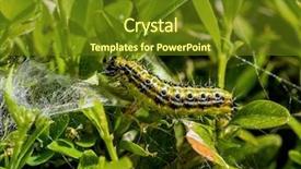  Presentation with caterpillar - Audience pleasing presentation design consisting of cydalima perspectalis caterpillar in the garden backdrop and a tawny brown colored foreground