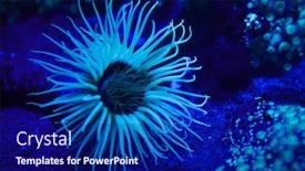  Presentation with cylinder - Cool new presentation theme with cylinder anemone cerianthus membranaceus also known as the coloured tube anemone backdrop and a navy blue colored foreground
