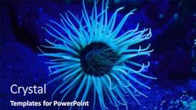  Presentation with cylinder - Audience pleasing slide deck consisting of fluorescent - cylinder anemone cerianthus membranaceus also backdrop and a navy blue colored foreground