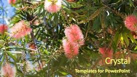  Presentation with bottlebrush - Presentation theme consisting of bottlebrush flower callistemon in pink background and a tawny brown colored foreground