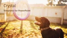  Presentation with police dog - Audience pleasing slide set consisting of cynologist with trained service dog backdrop and a lemonade colored foreground