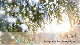  Presentation with snow flakes - Theme having cypress - snowy winter christmas tree branch background and a lemonade colored foreground