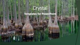  Presentation with swamp - PPT layouts enhanced with cypress-trees-in-florida-swamp background and a gray colored foreground