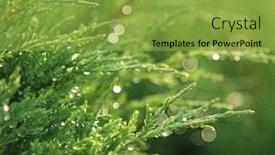  Presentation with water drops - Slides with cypress-with-drops-of-water background and a yellow colored foreground