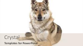  Presentation with wolf - Presentation theme consisting of czechoslovakian-wolf-dog-looking background and a coral colored foreground