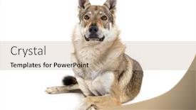  Presentation with dead egret birds lying - Presentation design featuring czechoslovakian-wolfdog-arms-crossed-lying background and a coral colored foreground