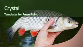  Presentation with river kingfisher - PPT theme featuring dace - chub in fisherman's hand background and a tawny brown colored foreground