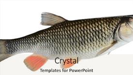  Presentation with clipping - Beautiful theme featuring dace - chub isolated on white backdrop and a soft green colored foreground