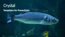  Presentation with mediterranean - Presentation with dace - european seabass dicentrarchus labrax also background and a ocean colored foreground