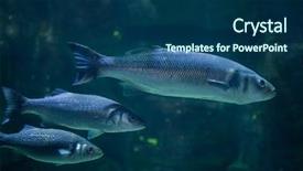  Presentation with mediterranean - Cool new slides with dace - european seabass dicentrarchus labrax also backdrop and a ocean colored foreground