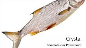  Presentation with fish - Beautiful PPT layouts featuring dace - fresh fish roach isolated backdrop and a white colored foreground