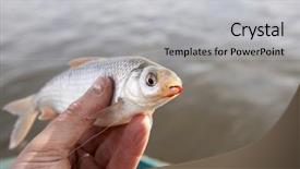  Presentation with mouth - Audience pleasing theme consisting of dace - weathered hand holding little roach backdrop and a  colored foreground