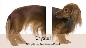  Presentation with 4 years old children and doctor - Cool new PPT theme with dachshund 2 years old easy to integrate in your design backdrop and a coral colored foreground