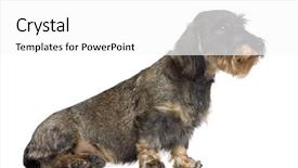  Presentation with dachshund - Colorful theme enhanced with dachshund 2 years old sitting in front of white background studio shot backdrop and a white colored foreground