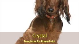  Presentation with dachshund - Slides with dachshund 2 years old sitting in front of white background background and a tawny brown colored foreground