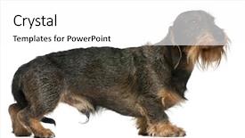  Presentation with dachshund - Presentation theme enhanced with dachshund 2 years old standing in front of white background background and a white colored foreground