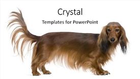  Presentation with dachshund - Slides enhanced with dachshund 2 years old in front of white background background and a white colored foreground