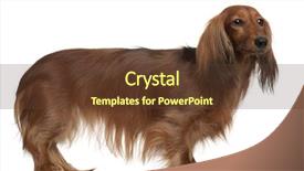  Presentation with dachshund - Colorful PPT theme enhanced with dachshund 3 years old standing in front of white background backdrop and a tawny brown colored foreground