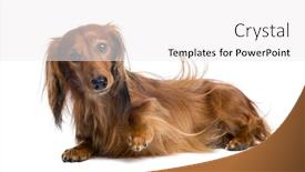  Presentation with dachshund - Presentation theme with dachshund 4 years old lying against white background background and a white colored foreground