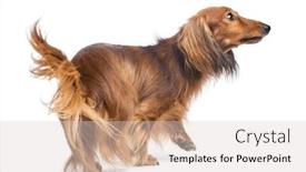  Presentation with evaluation of 5 years old boy - Presentation theme having dachshund 4 years old walking and looking up against white background background and a lemonade colored foreground