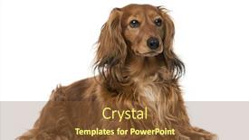  Presentation with dachshund - Slide deck with dachshund 4 years old background and a tawny brown colored foreground