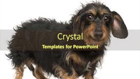  Presentation with dachshund - Beautiful theme featuring dachshund 9 years old standing in front of white background backdrop and a tawny brown colored foreground