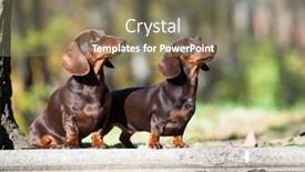  Presentation with dachshund - Beautiful presentation theme featuring dachshund against the background backdrop and a coral colored foreground