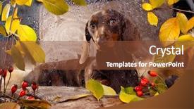  Presentation with rainy day - Audience pleasing presentation theme consisting of dachshund and autumn rainy day backdrop and a tawny brown colored foreground