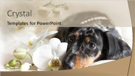  Presentation with dachshund - PPT theme having dachshund and flowers orchid background and a soft green colored foreground