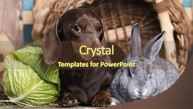  Presentation with dachshund - Amazing presentation theme having dachshund and rabbit small backdrop and a tawny brown colored foreground