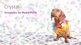  Presentation with party time - Slide deck featuring dachshund at carnival party time theme background and a sky blue colored foreground