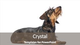  Presentation with dog - Colorful slide set enhanced with dachshund badger dog sausage dog backdrop and a  colored foreground