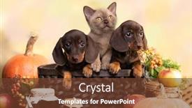  Presentation with tan - Amazing slide set having dachshund-brovn-and-tan-color backdrop and a tawny brown colored foreground