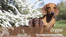  Presentation with dachshund - Presentation theme consisting of dachshund chocolate puppy and red background and a tawny brown colored foreground