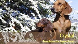  Presentation with dachshund - Beautiful presentation design featuring dachshund chocolate puppy and red dog dachshund backdrop and a tawny brown colored foreground