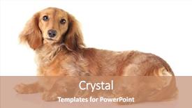  Presentation with dachshund - Slide deck with dachshund cuddling with a baby bunny background and a coral colored foreground